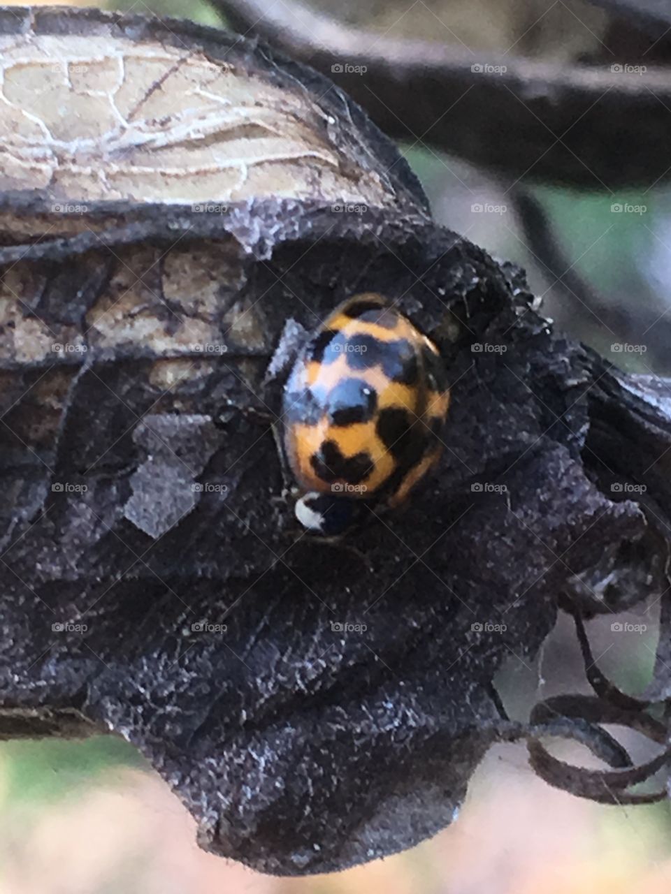 December ladybug