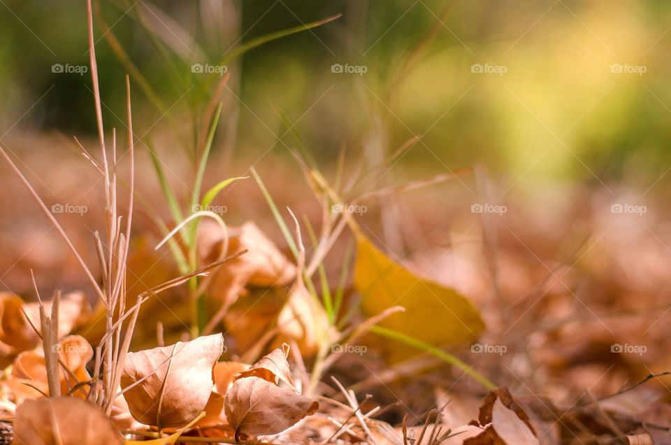 Autumn landscape