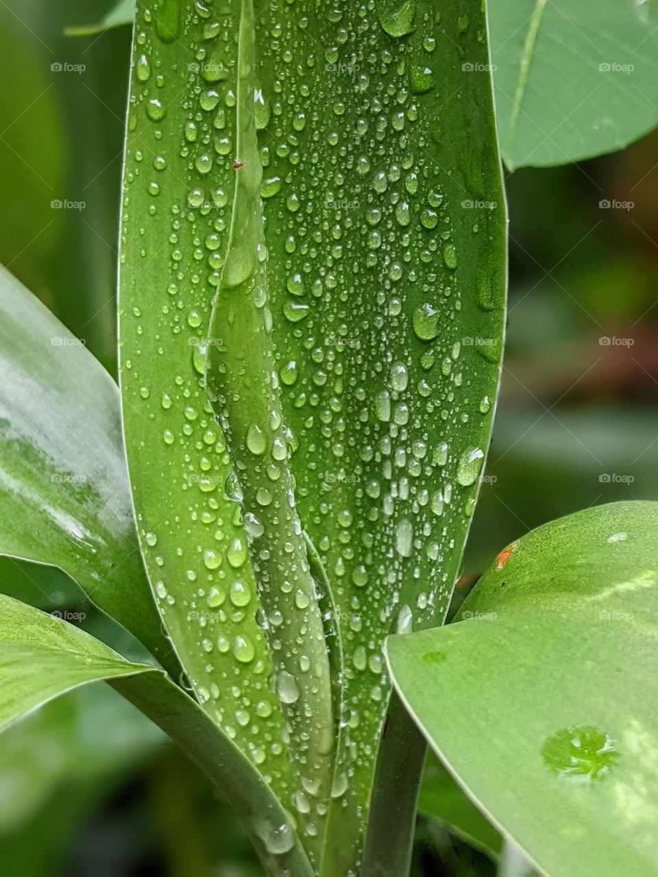 raindrops on green leaves