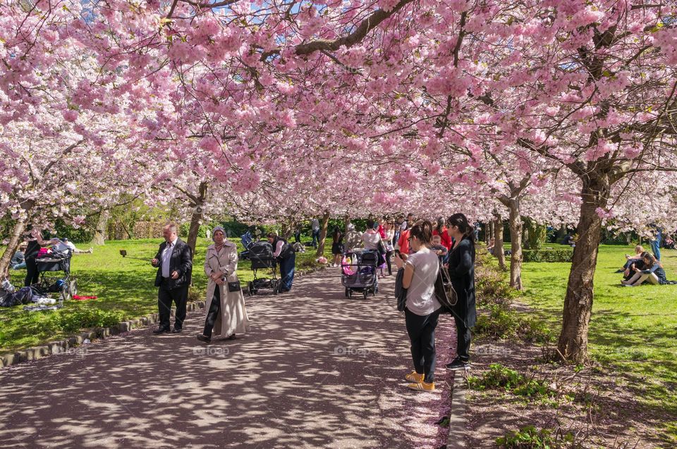 Pink park