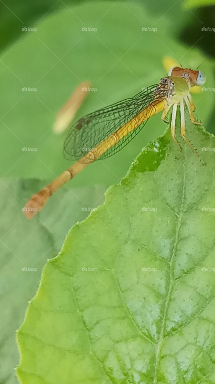 The fly trsgon is very nice click