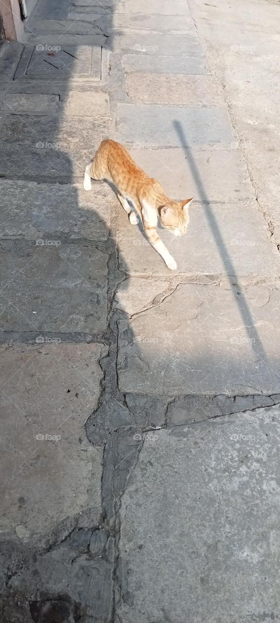 walking cat🐈 🐈