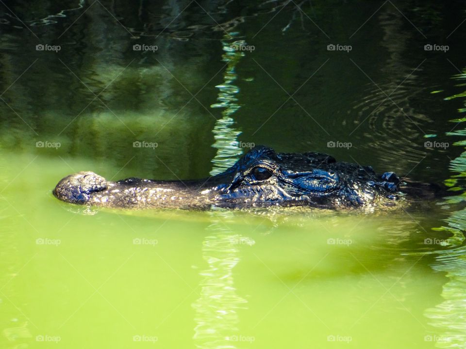 Alligator . Alligator in swamp, waiting for food!!