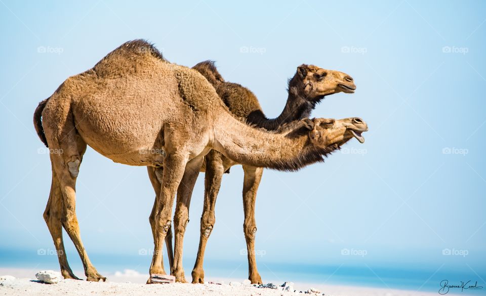 Camels from Kuwait