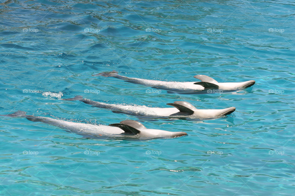 water pool lying dolphins by splicanka