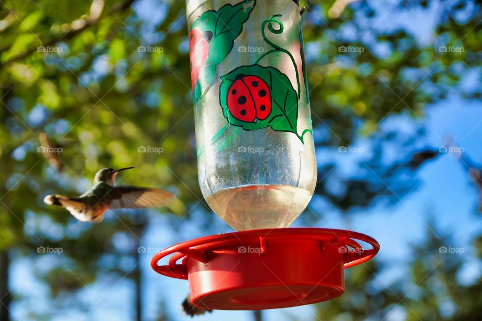 hummingbirds
