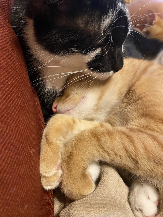 Cuddle time 