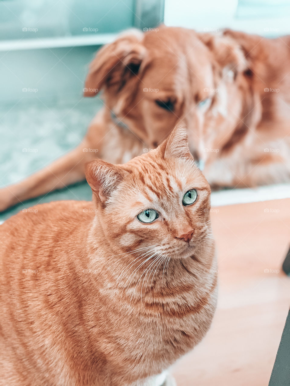Portrait of a cat with dog behind 
