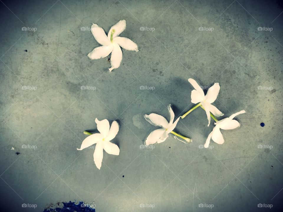 Jasmine Flower
White
Grooming
Beautiful Nature
World of Flora
🌼🌼🌼🌼🌼