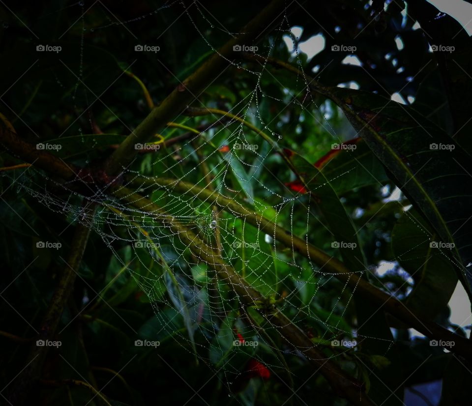 Dew drops on the web