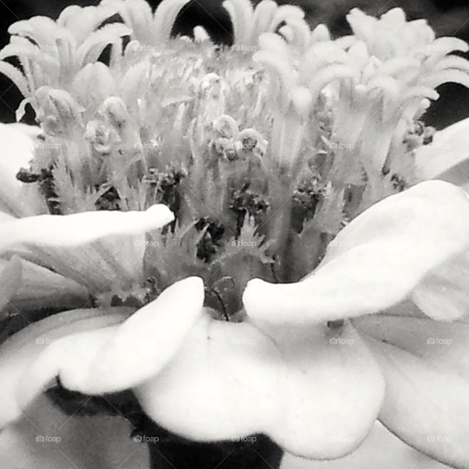 Blooming Flower in black and white
