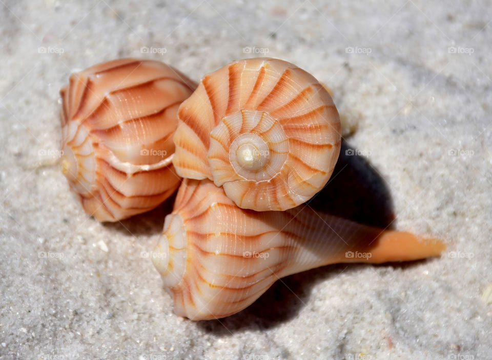 Seashells