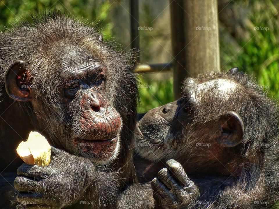 Chimpanzees Sharing A Snack