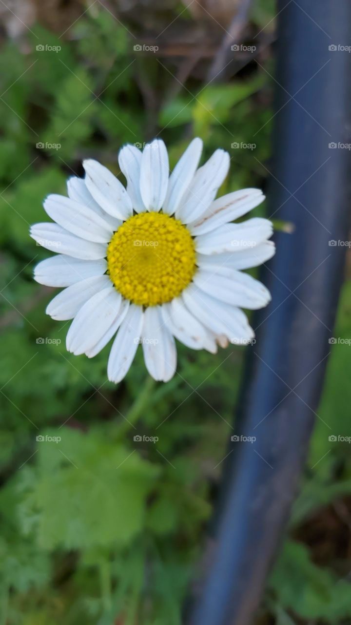 crete wildflower