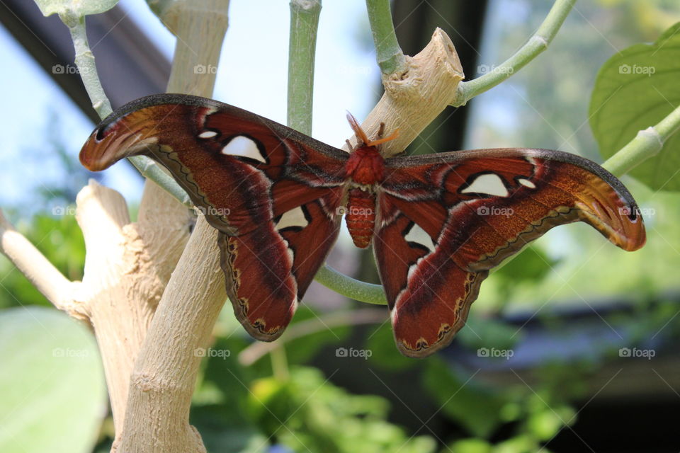 large red moth