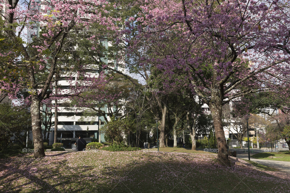 Japanese square in Curitiba Parana Brazil.