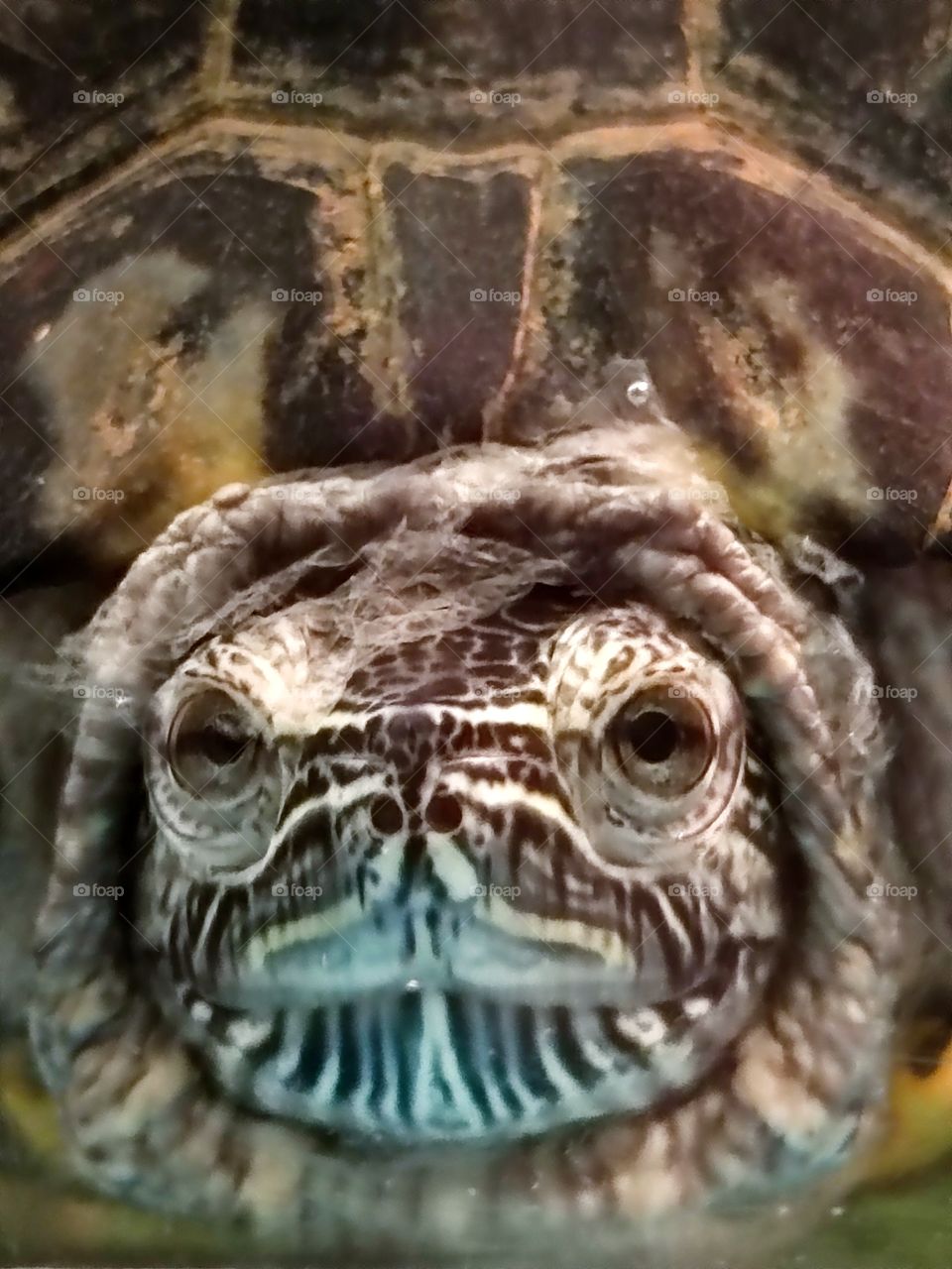 Freshwater turtle head close up
