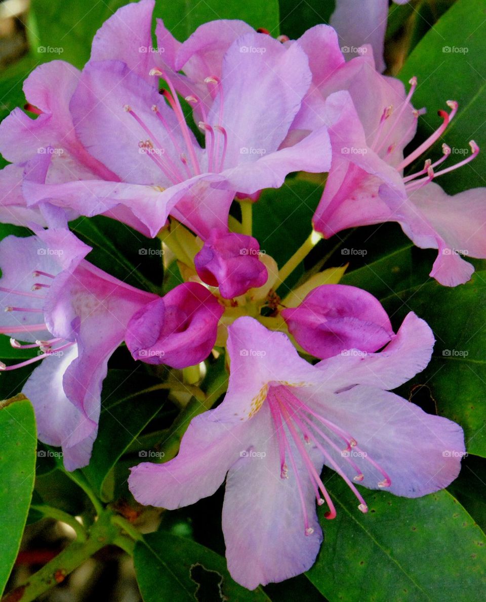 Rhodendron bloom