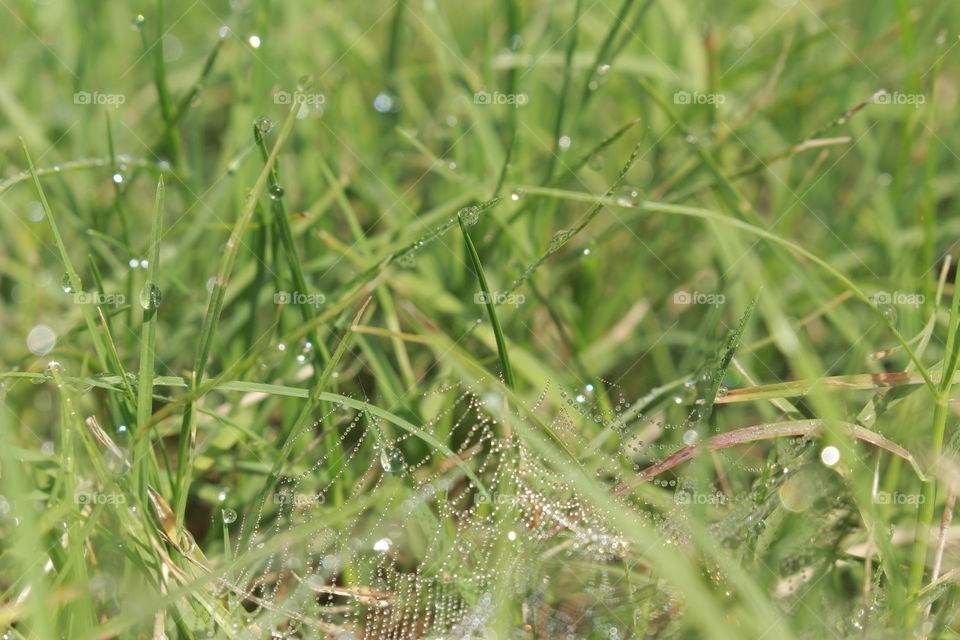Morning grass with a dew spiderweb