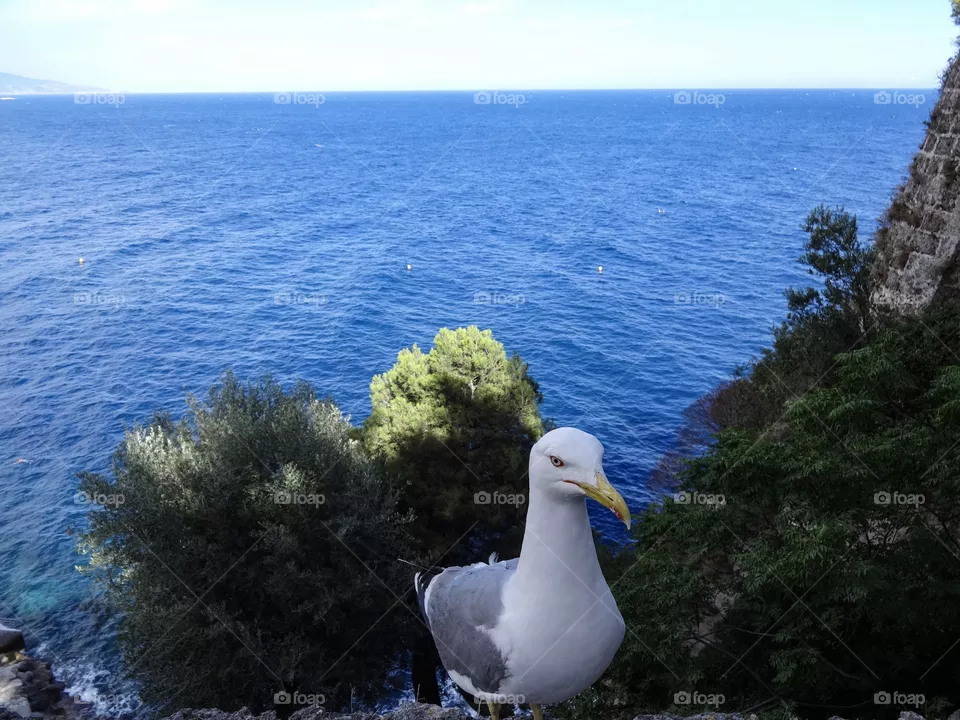 Bird