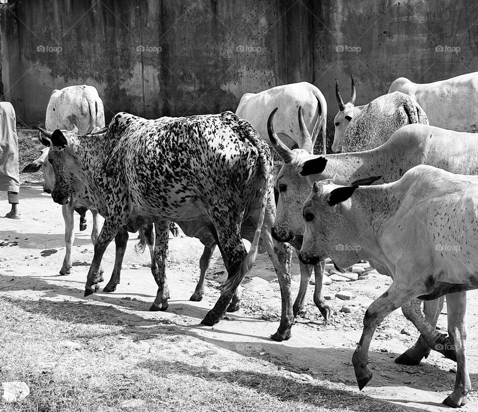 Cattle in monochrome!