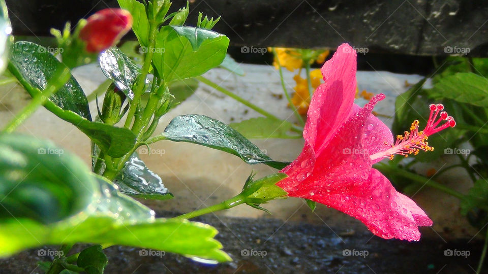 Water droplets on a hibiscus or shoe flower - shades of pink - shiny,  sparkling clean.