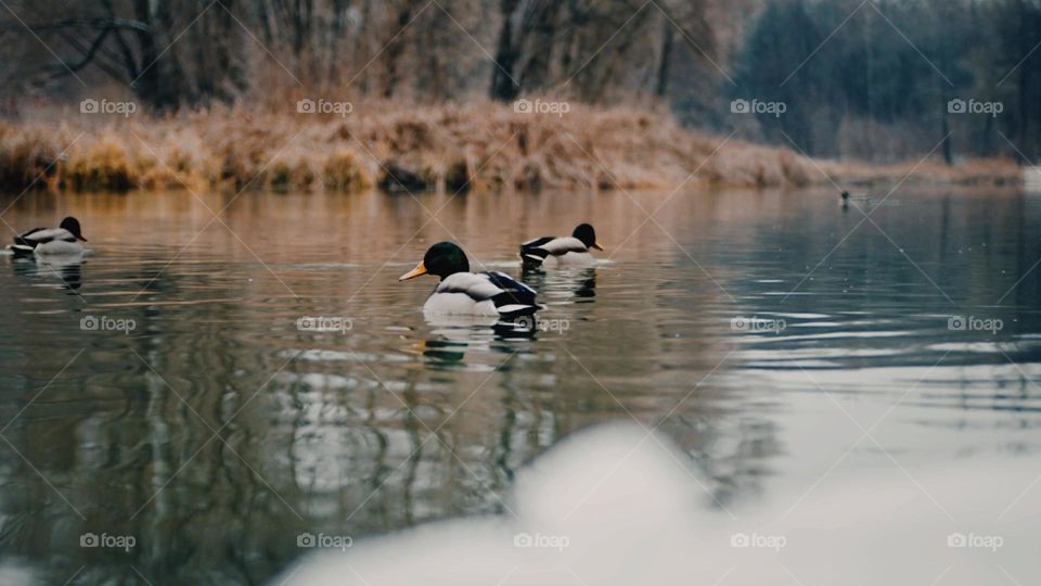 ducks