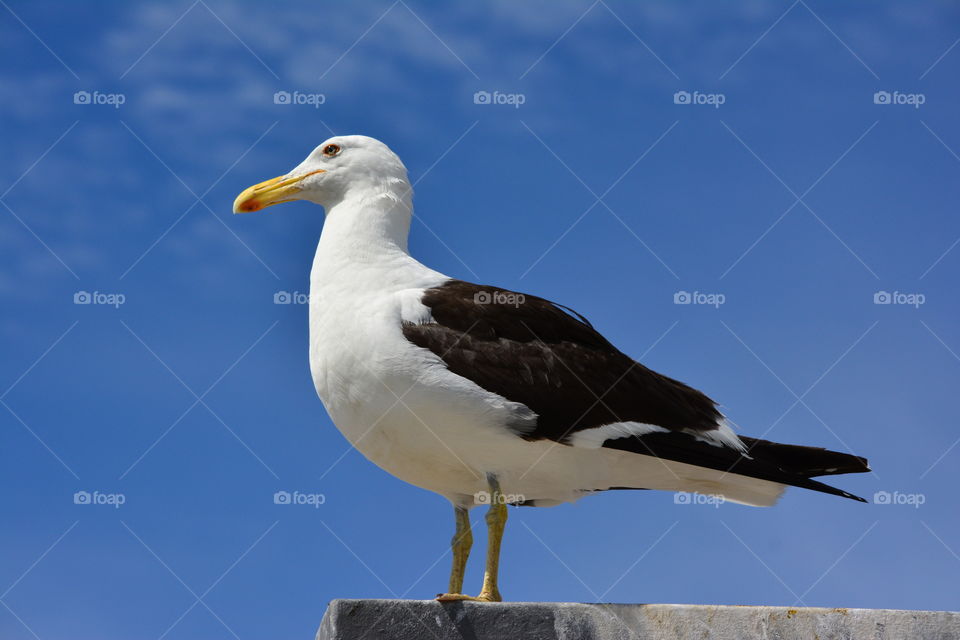 Seagull posing for picture.