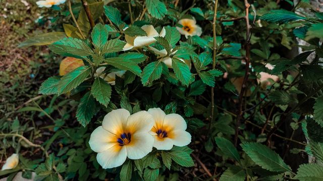 Blooming flowers