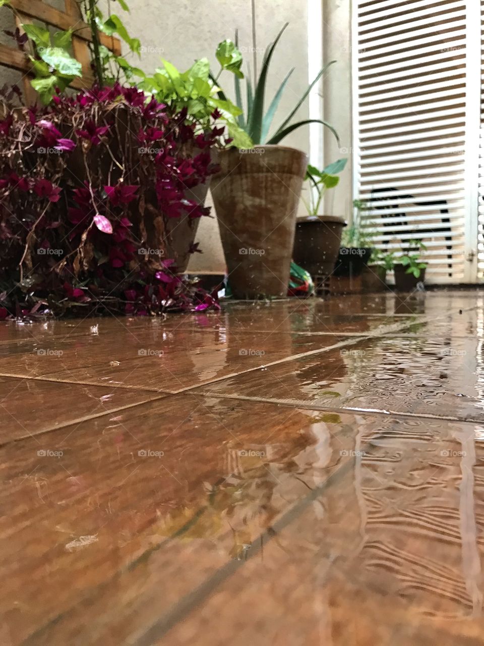 Rain in the garden 