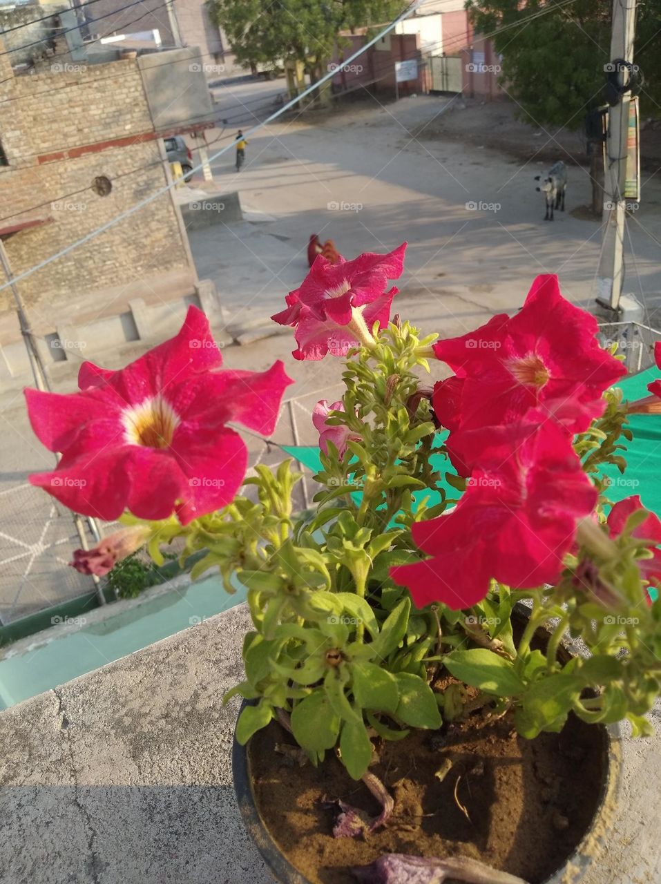 pitunia pinkish flower fresh seasonal looking very beautiful generally found everywhere