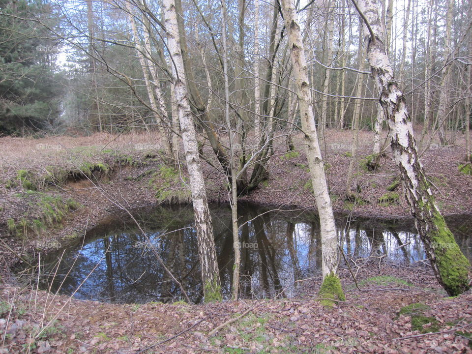 Woodland Pond