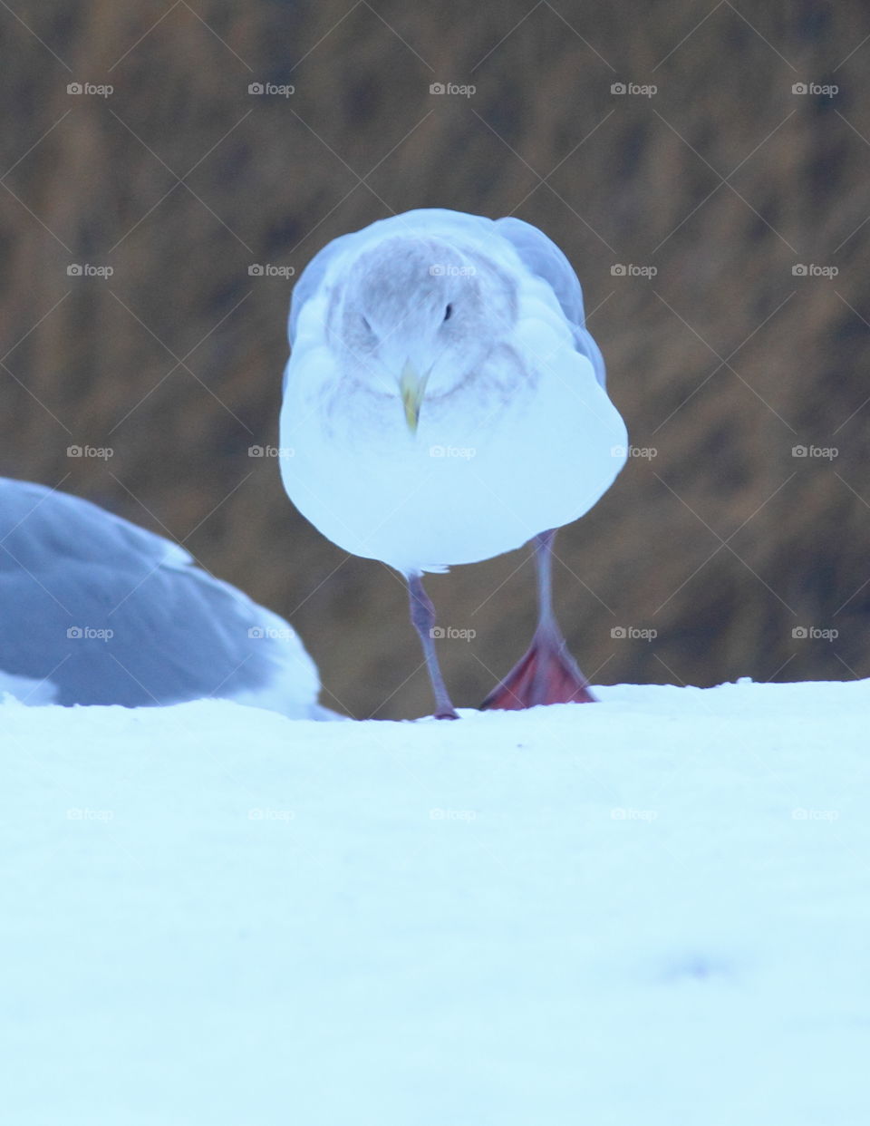 Long winter-glaucoma-winged full