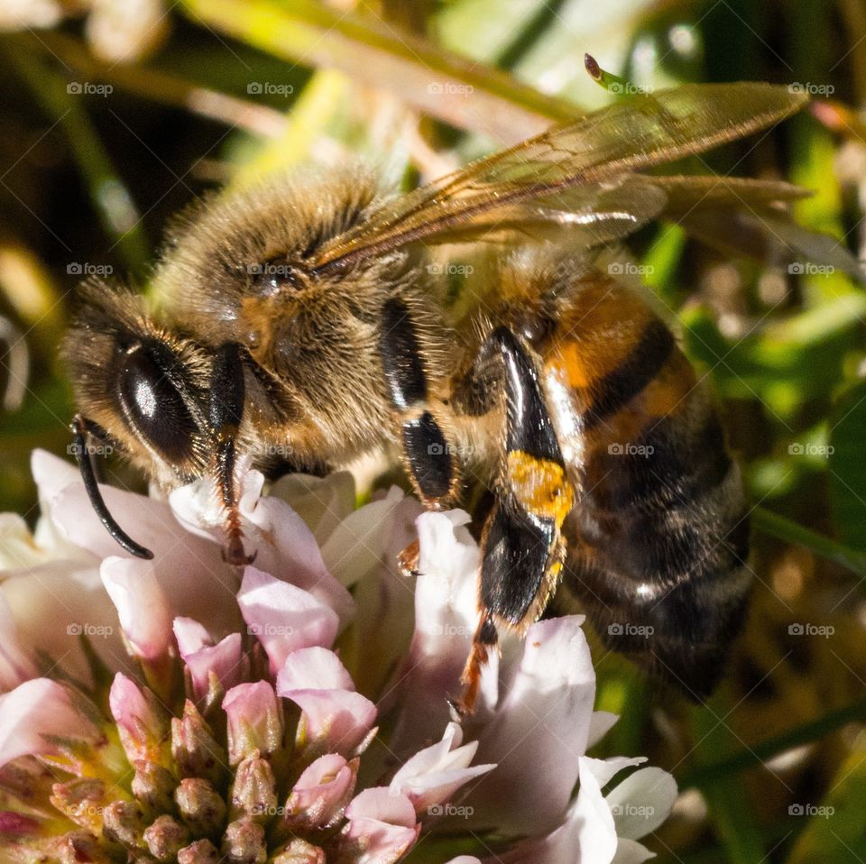 macro photo of a honeybee on a small clover flower