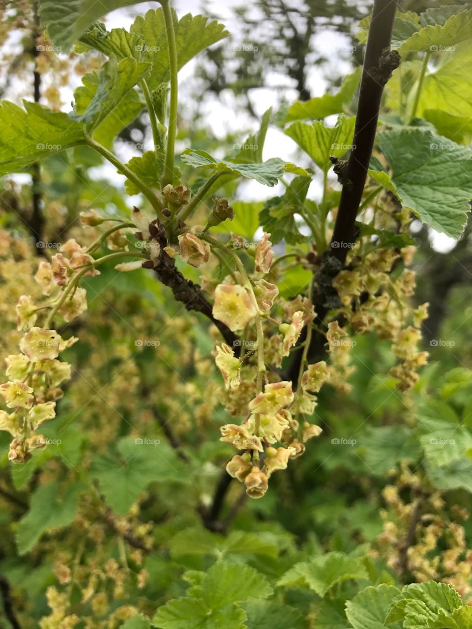 Vinbärsblomma