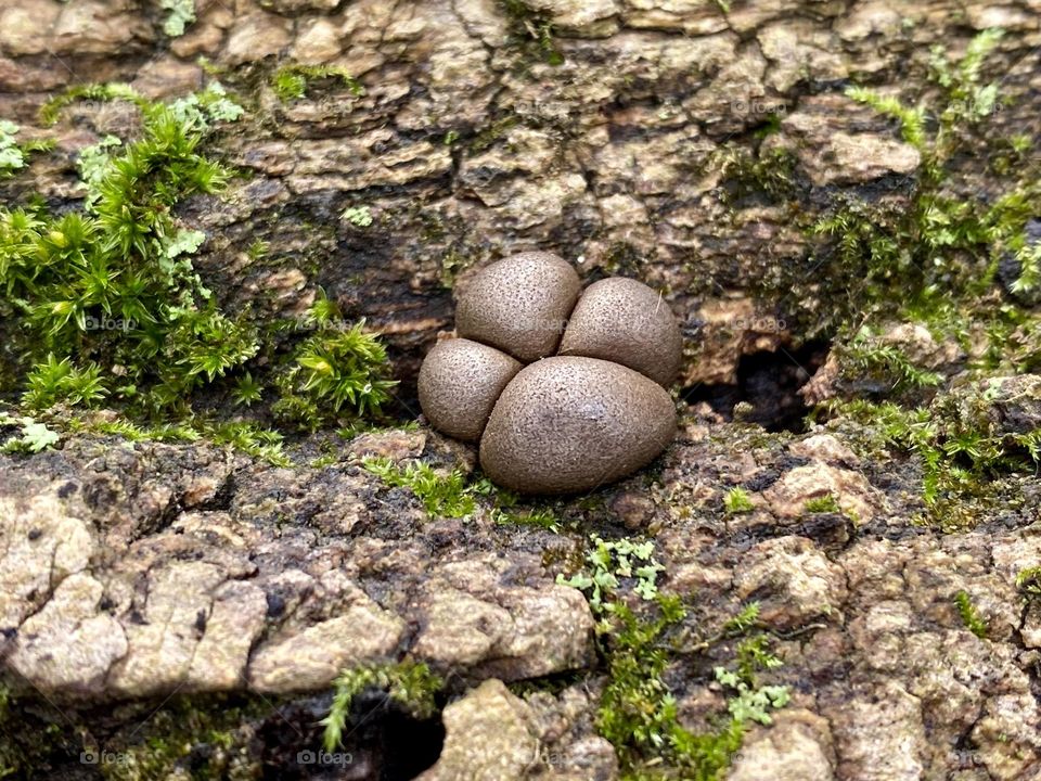 Mushrooms and moss on a tree