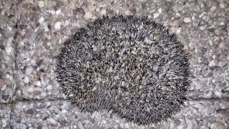 A thousand of spines, aouch ! !