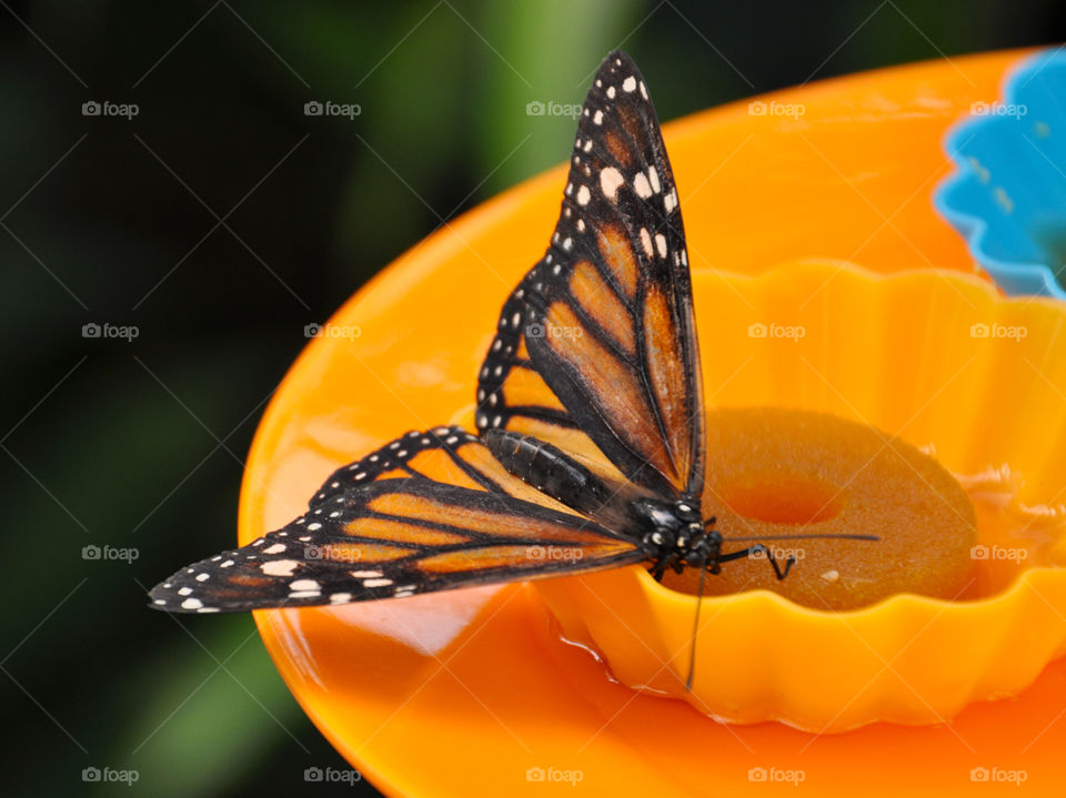 Butterfly on orange plate