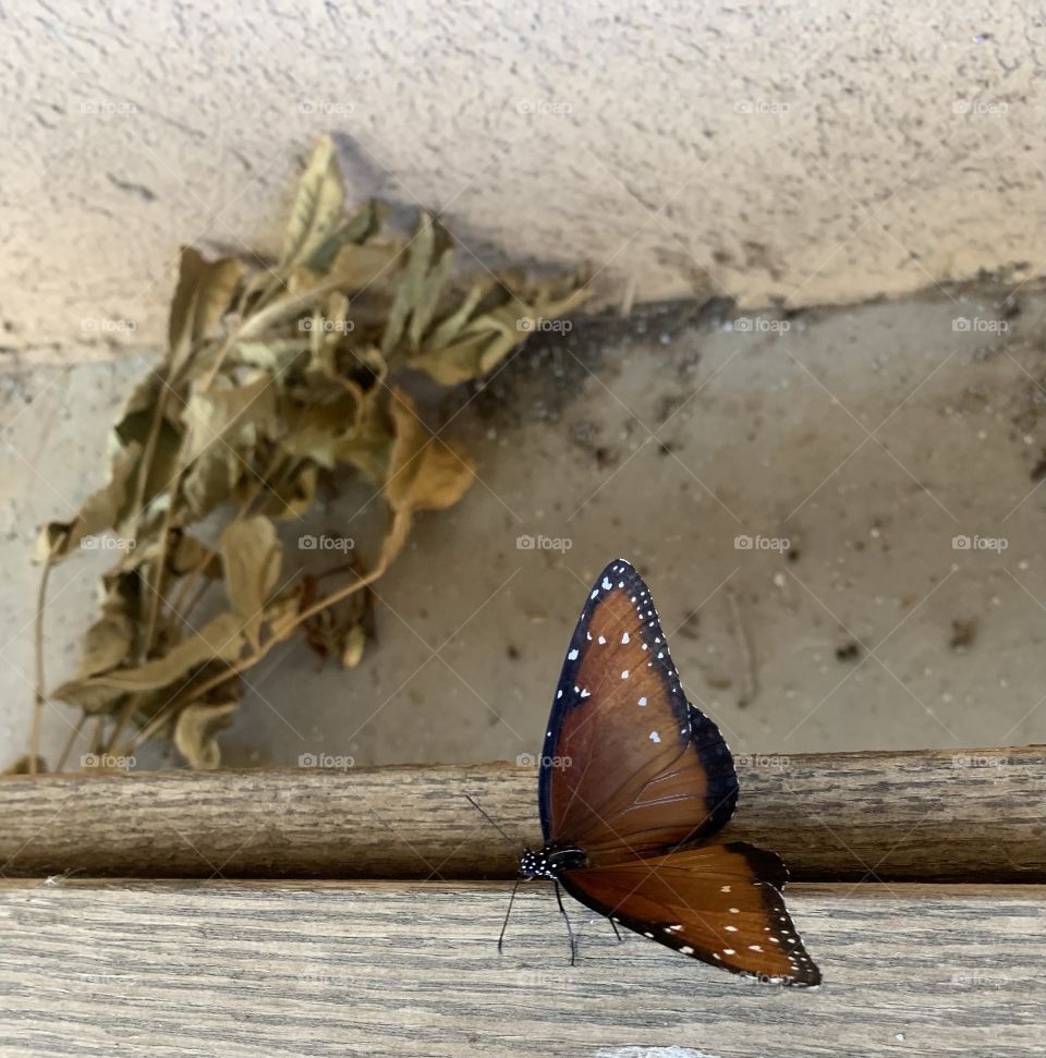 Brown butterfly 