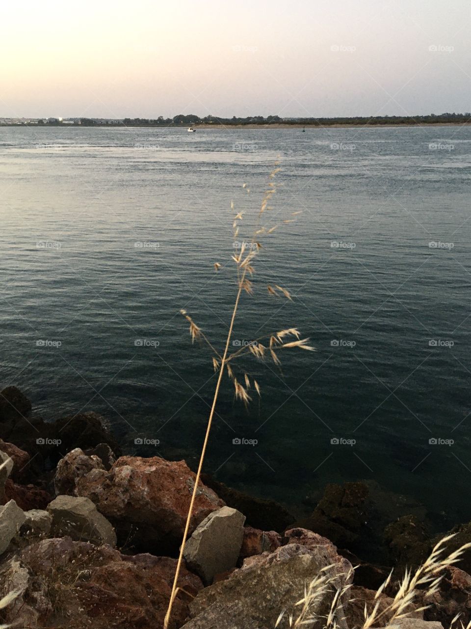 Grass along Guadiana river