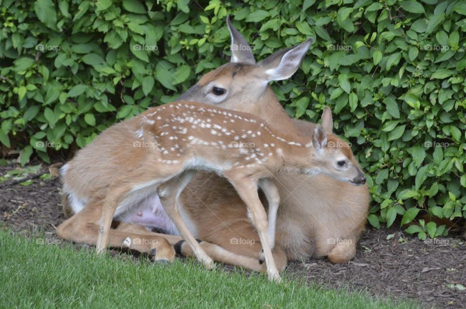 Doe and Fawn
