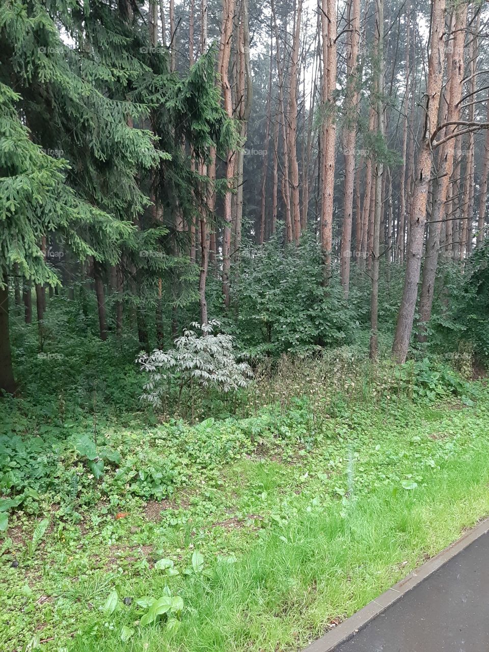 Возле   дома   маленький   лесок.