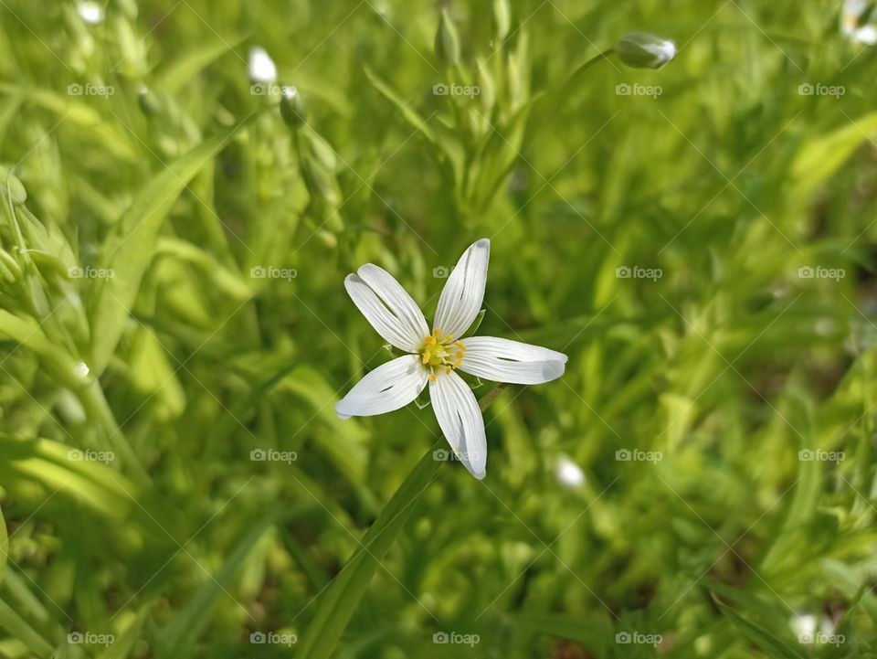 Rabelera holostea, known as greater stitchwort, greater starwort, and addersmeat, is a perennial herbaceous flowering plant in the family Caryophyllaceae