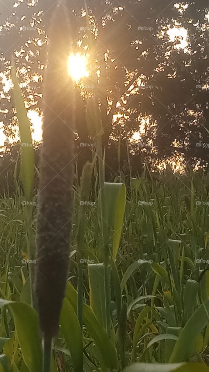 This click is very evening and nature