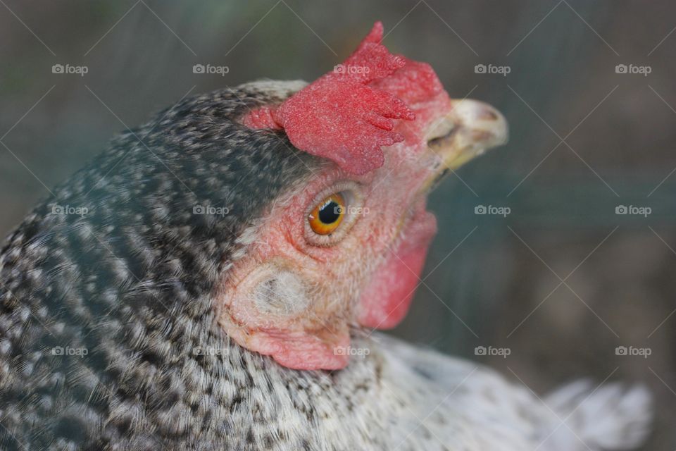 Close-up barred rock hen