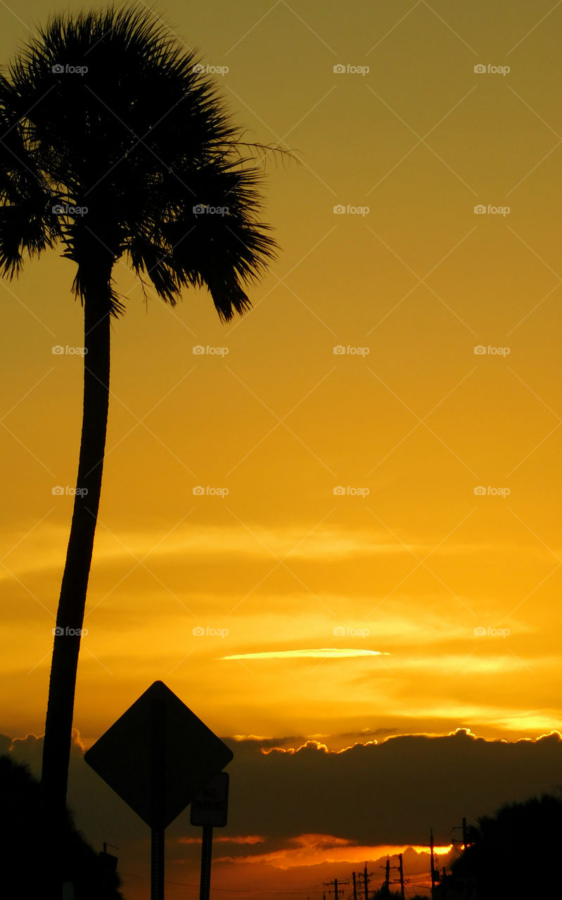 Silhouette of a tall palm tree during sunset
