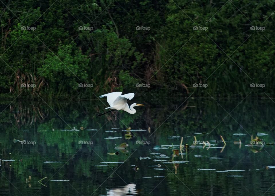 Egret Flying. An Egret flies low across a pond in the early morning light. 