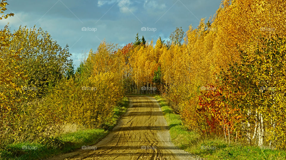 Road and autumn colors