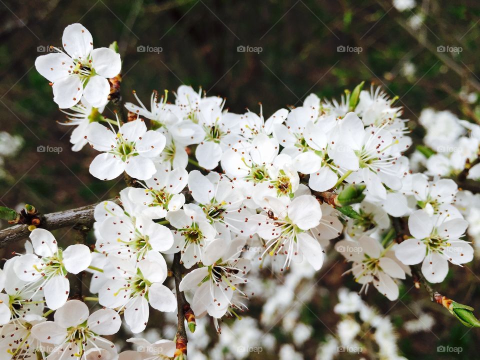 White flowers blooming in spring