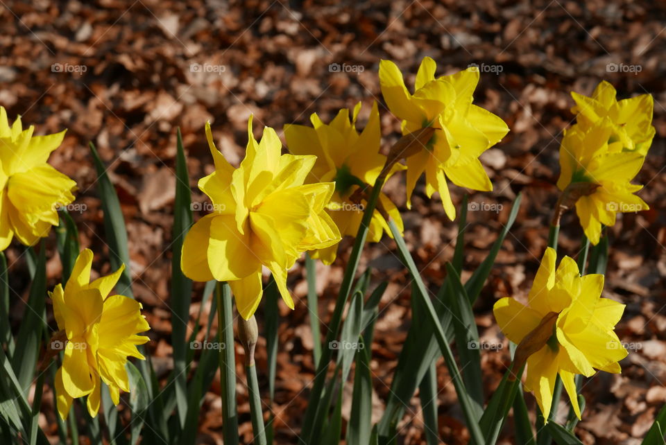 Yellow flowers in Antwerp
